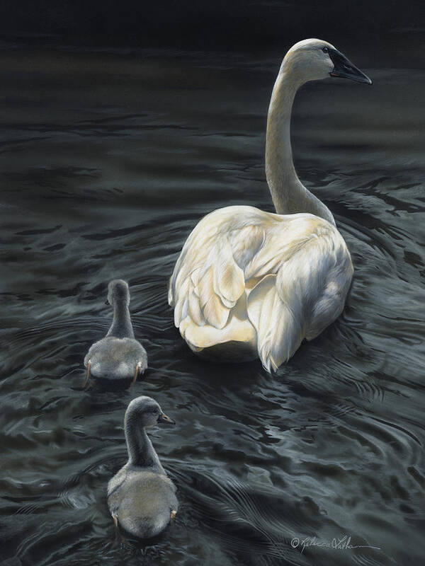 Tag Alongs - Trumpeter Swans, 9x12", opaque & transparent watercolor on museum board, Rebecca Latham