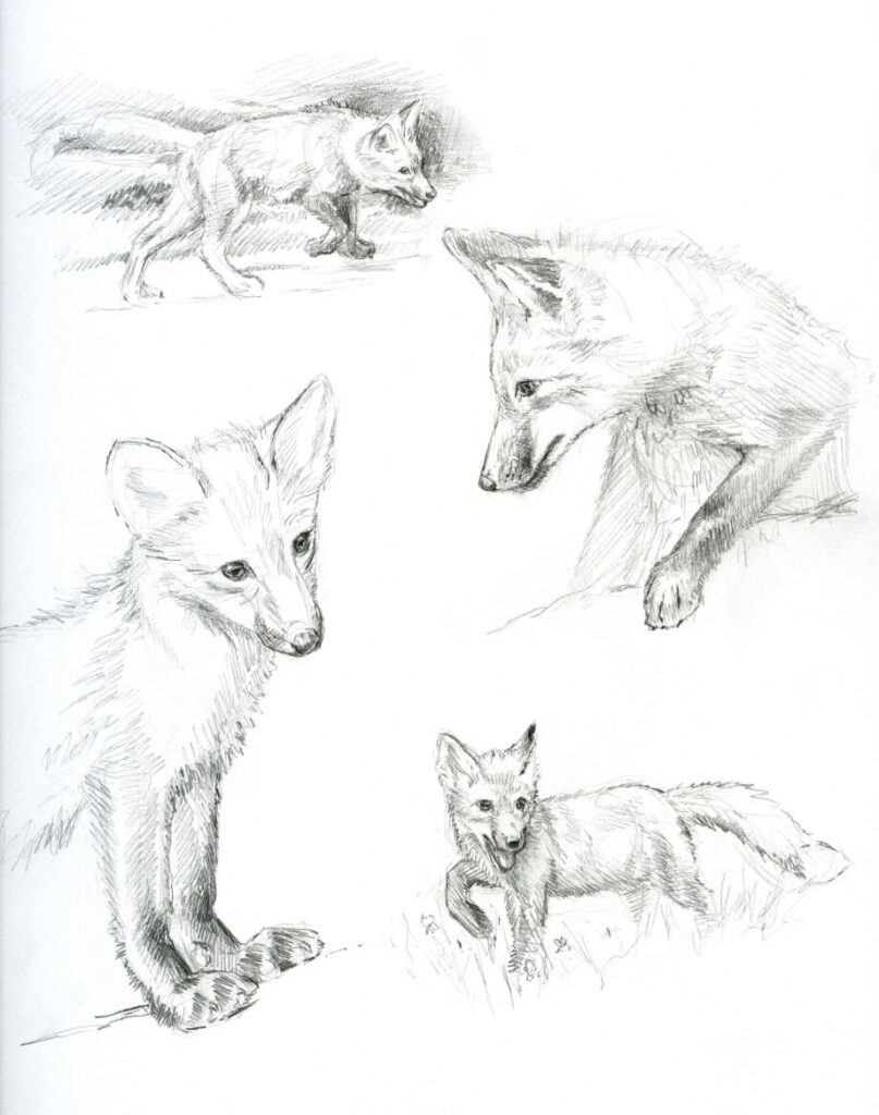 Fox kits at play, Graphite on paper, 9x12", Rebecca Latham