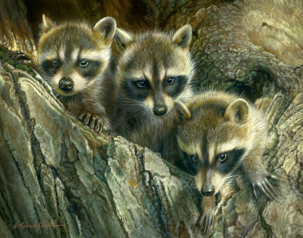 Woodland Hollow - Raccoon Trio, 11x14", opaque & transparent watercolor on museum board, Rebecca Latham