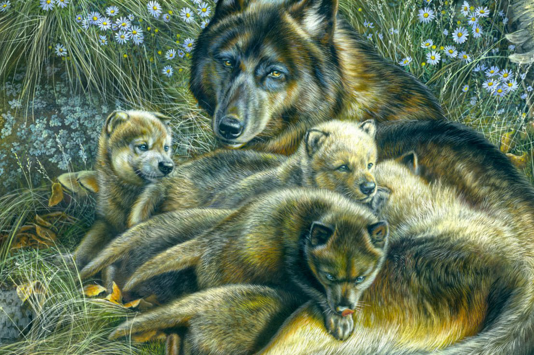 Golden Solace - Wolf Family (Detail), 20x24", opaque & transparent watercolor on museum board, Rebecca Latham